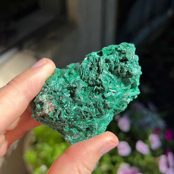 Fibrosis Malachite