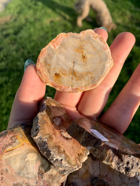 Petrified Wood Slab