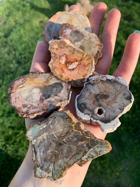 Petrified Wood Slab