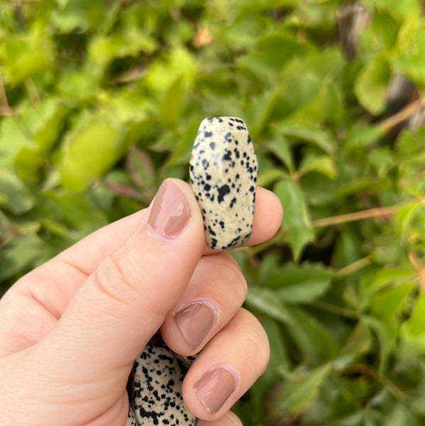 Mini Dalmatian Jasper Coffin