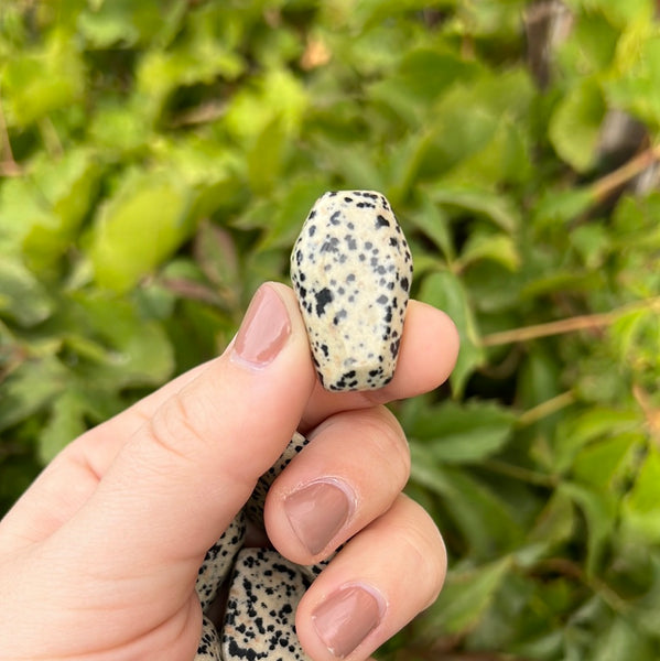 Mini Dalmatian Jasper Coffin