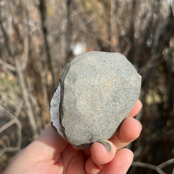 Cut Base Scolecite