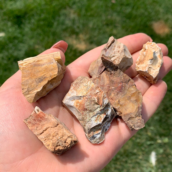 Rough/Raw Petrified Wood